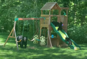 Awww: Bear Family Enjoying A Backyard Playground Set