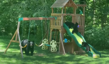 Awww: Bear Family Enjoying A Backyard Playground Set