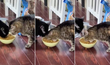 Going For It: Cat Tries To Eat Whole Mouthful Of Kibble At A Time