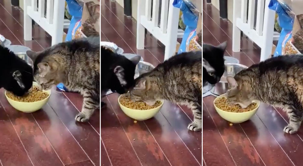 Going For It: Cat Tries To Eat Whole Mouthful Of Kibble At A Time