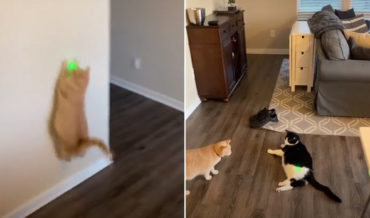 Smart Thinking: Cat Chasing Laser Stops When Beam Lands On Bigger Cat
