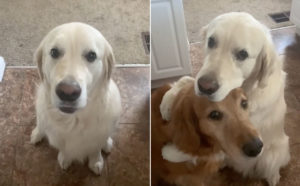 Dog Apologizes For Stealing Brother's Treat