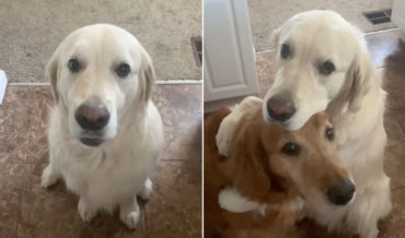 Dog Apologizes For Stealing Brother’s Treat