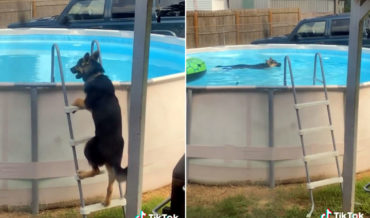 German Shepard/Husky Mix Climbs Ladder To Sneak Into Pool For A Swim
