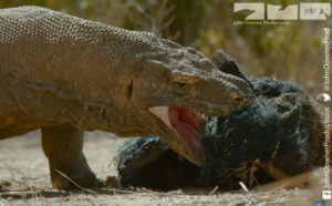 Robotic Spy Pig Captures Up Close And Personal Footage Of Komodo Dragons