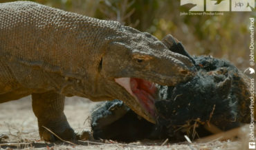 Robotic Spy Pig Captures Up Close And Personal Footage Of Komodo Dragons