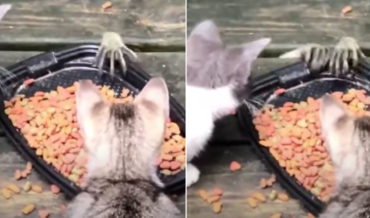 Raccoon Blindly Stealing Cat Food From Underneath Deck