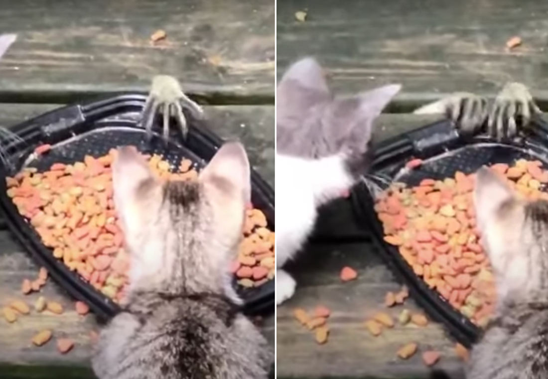 raccoon stealing cat food