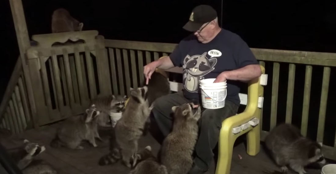 ‘Raccoon Whisperer’ Feeding A Bunch Of Local Raccoons From His Hot Dog Bucket