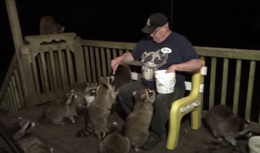 ‘Raccoon Whisperer’ Feeding A Bunch Of Local Raccoons From His Hot Dog Bucket