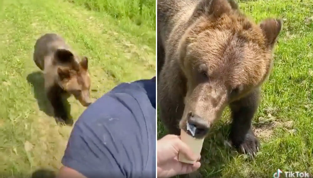 Rescue Bear Chasing Caretaker For Ice Cream Cone