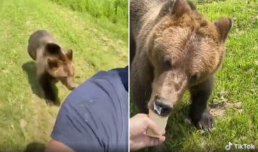 Rescue Bear Chasing Caretaker For Ice Cream Cone