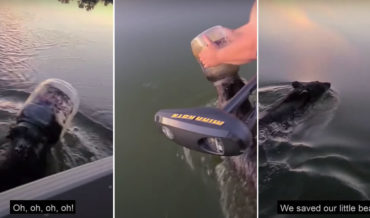 Young Bear Rescued From Plastic Container Stuck On Head While Swimming In Lake
