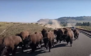 Coming Through!: Bison Stampede Passing Car In Yellowstone