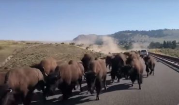 Coming Through!: Bison Stampede Passing Car In Yellowstone