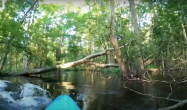 See You Later!: Alligator Charges Kayaker, Overturns Him