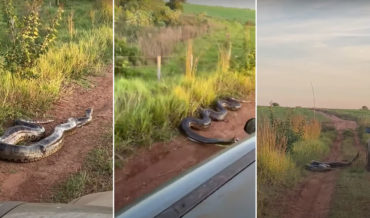 Massive Roadside Anaconda Lunges At Passing Truck