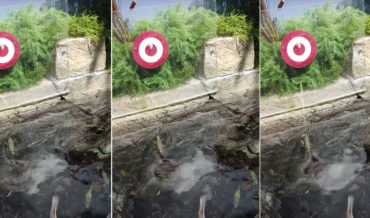 Archerfish Demonstrates Its Accuracy By Hitting Shrimp On Bullseye