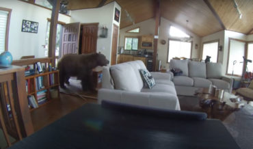 I’m Coming In!: Huge Bear Smashes Through Front Door Of Cabin
