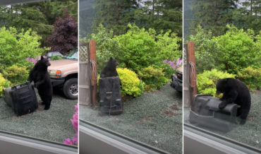 There Can Be Only One: Bear Vs Bear-Proofed Garbage Can