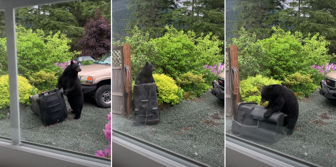 There Can Be Only One: Bear Vs Bear-Proofed Garbage Can