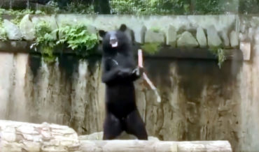 Oh, Internet: Bear Practicing With Nunchucks Set To Cypress Hill
