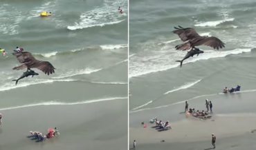 Good Lord: Osprey Flying With Giant Fish In Talons Above Beach