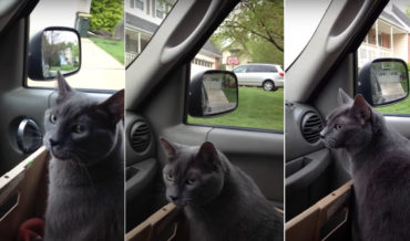 Awww: Anxious Cat Repeats “We’re Going?” In Car On Way To Vet