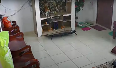 Look What You Did: Cats Playing Behind Television Break It