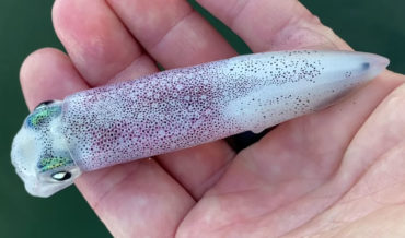 Guy Captures Squid’s Incredible Color-Changing Ability