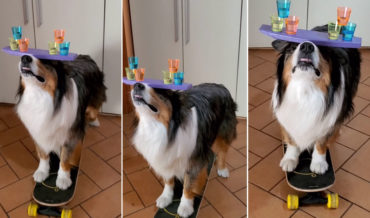 Dog Balances Shot Glass Pyramids On Head While Pushing Self On Skateboard