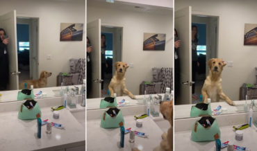 Dog Confused By Owner’s Reflection In Mirror While Playing Hide And Seek