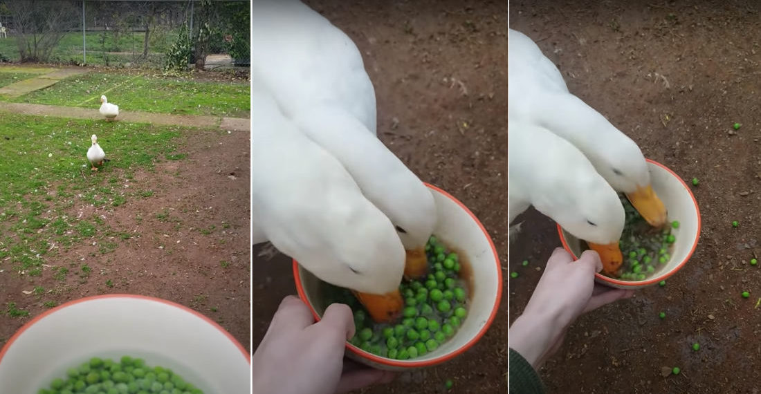 Ducks Annihilate A Bowl Of Peas