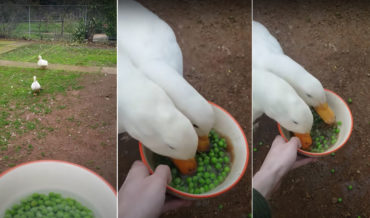 Ducks Annihilate A Bowl Of Peas