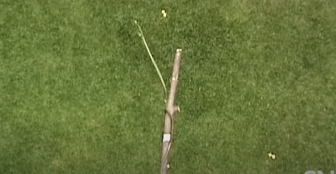 Whoa: Flying Snake Launches Itself 30-Feet From Tree Branch