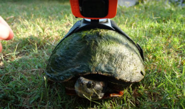 Cool View: Guy Attaches GoPro To Turtle To Watch It Swim Around Pond