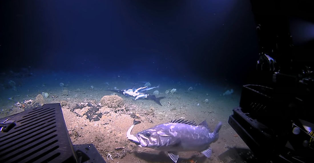 Grouper Grabs Shark Whole During Feeding Frenzy