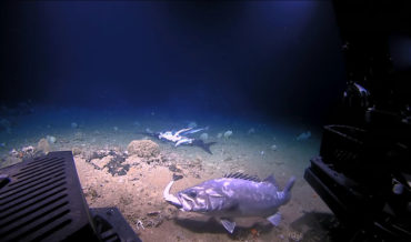 Grouper Grabs Shark Whole During Feeding Frenzy