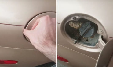 Surprise!: Guy Finds Hornet’s Nest Behind Car’s Gas Tank Door