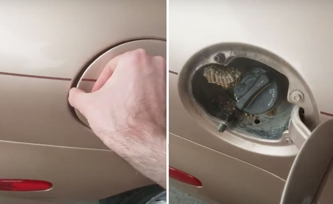 Surprise!: Guy Finds Hornet's Nest Behind Car's Gas Tank ...