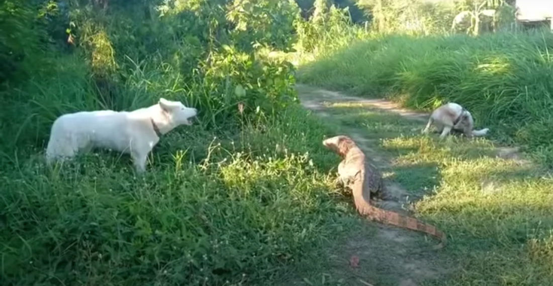 *whip sound* : Giant Monitor Lizard Tail-Whips Dog To Defend Itself