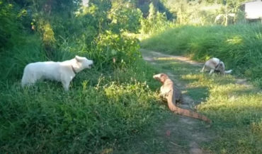 *whip sound* : Giant Monitor Lizard Tail-Whips Dog To Defend Itself