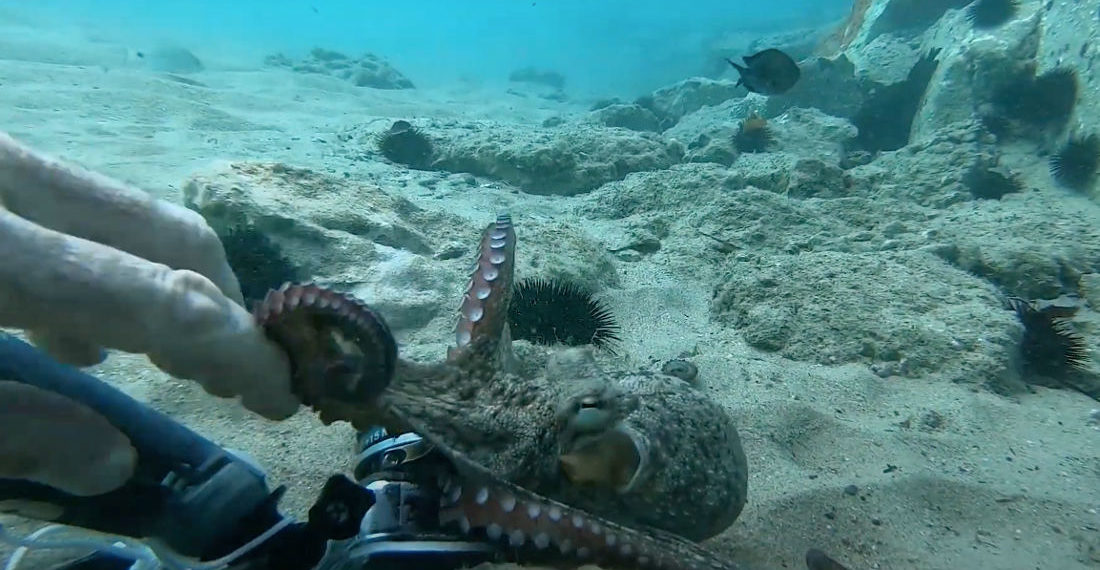 Playing Tug-O-War With An Octopus Over A GoPro