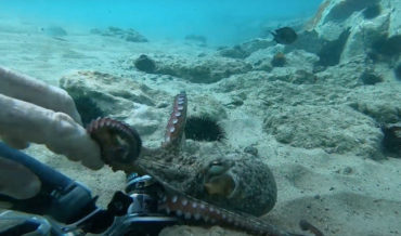 Playing Tug-O-War With An Octopus Over A GoPro