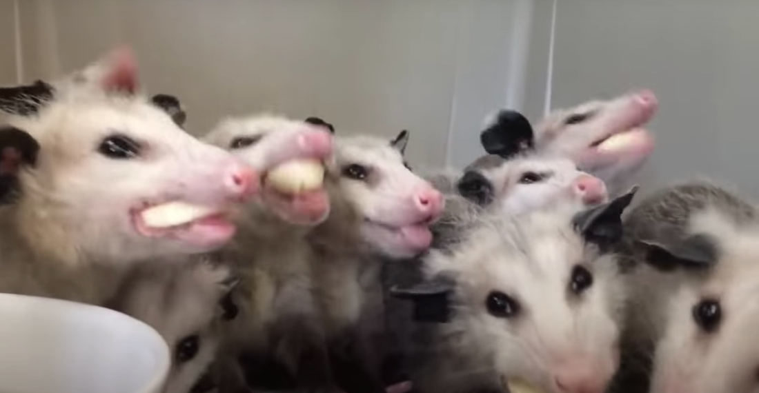 Thanks, Internet!: A Video Of Nine Baby Opossums Munching On Banana