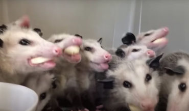 Thanks, Internet!: A Video Of Nine Baby Opossums Munching On Banana