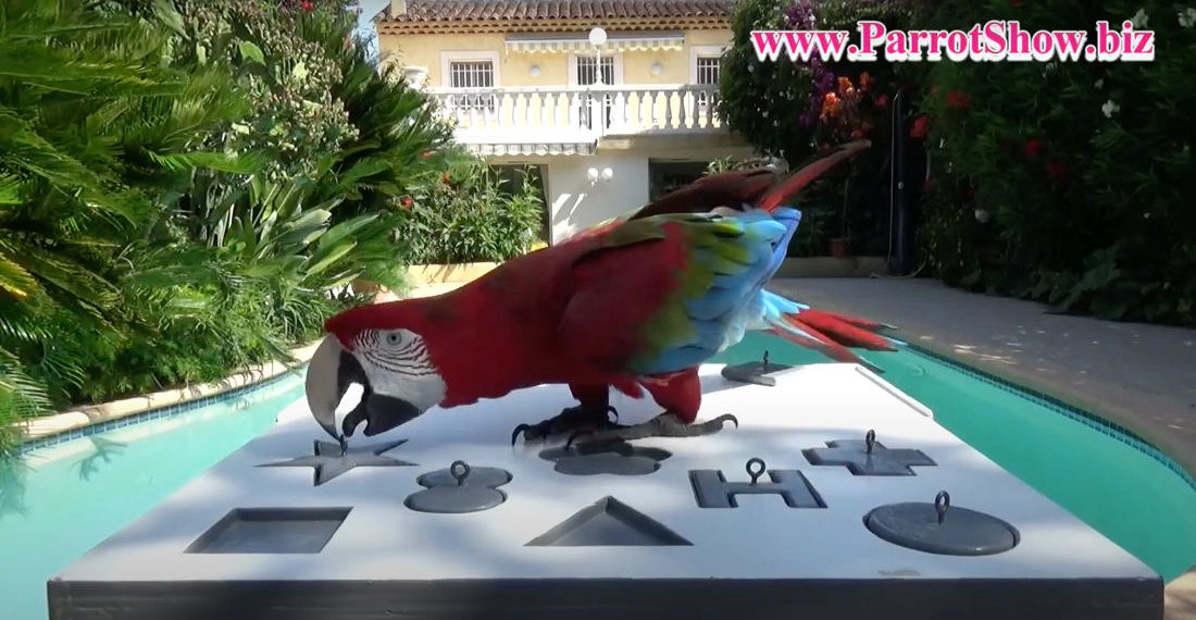 Parrot Quickly Solving Geometric Shape Puzzle