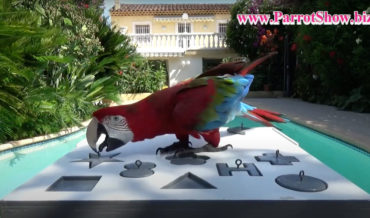 Parrot Quickly Solving Geometric Shape Puzzle