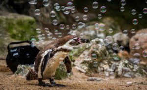 Awww: Penguins Chasing Bubbles At The Zoo