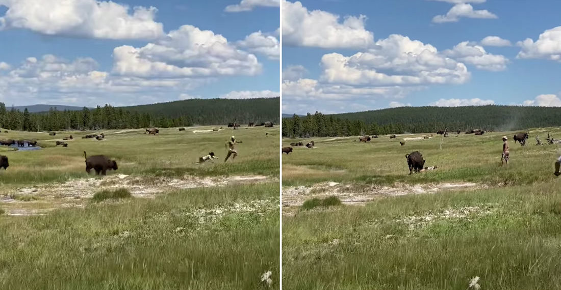 Close Calls: Woman Avoids Bison Attack By Playing Dead